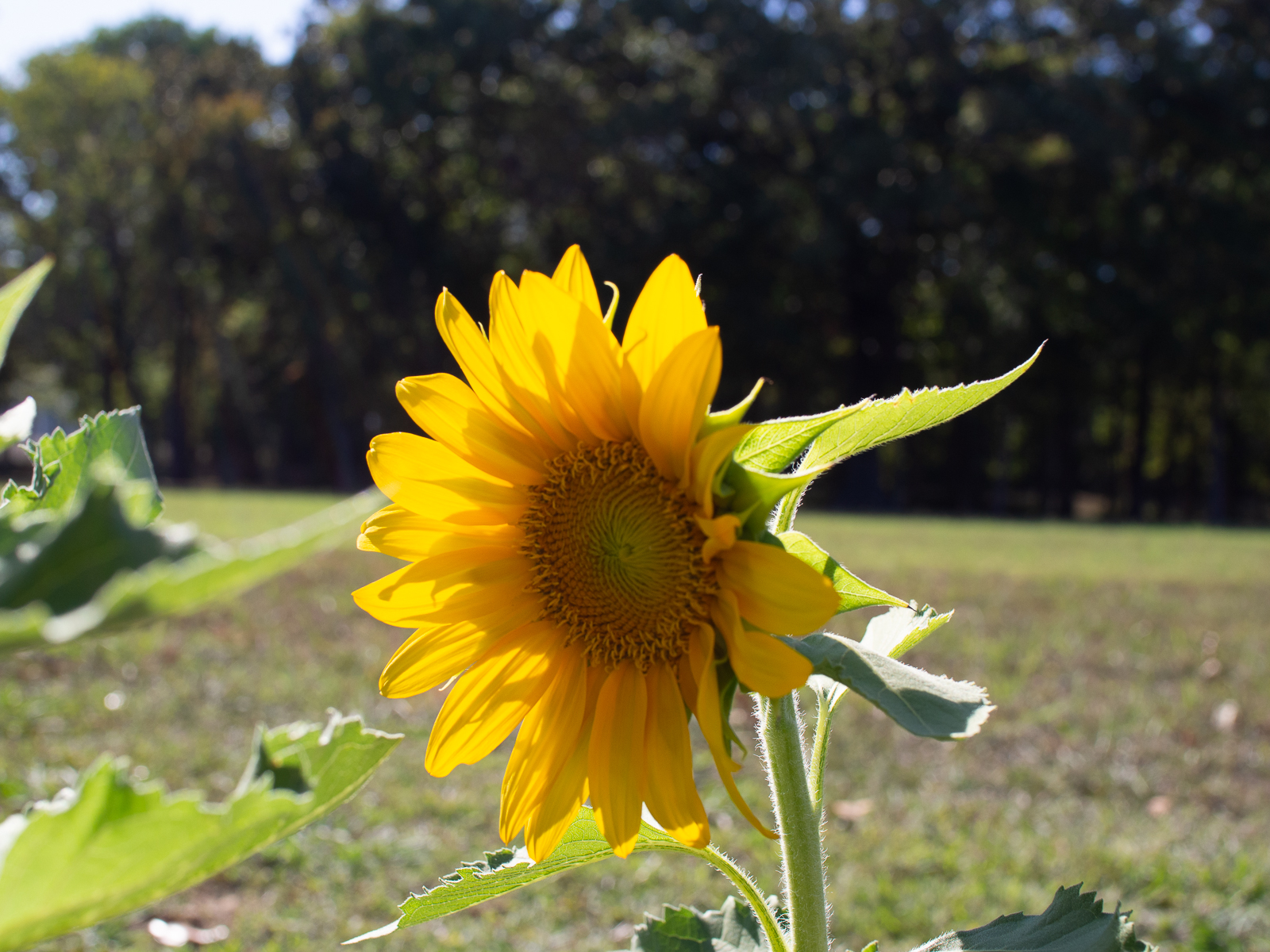 Outdoors - Sunflower